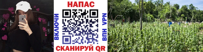 Каннабис Bruce Banner  Новоалександровск 